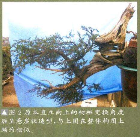 盆景《图腾》怎么创作的后记