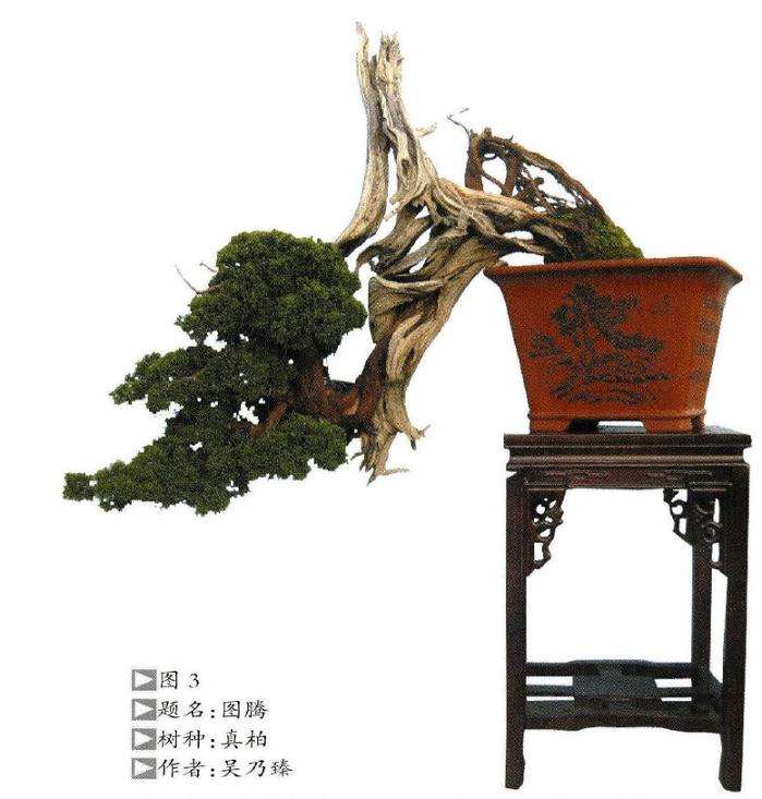 盆景《图腾》怎么创作的后记