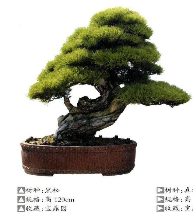 江苏省盆景协会联盟成立大会