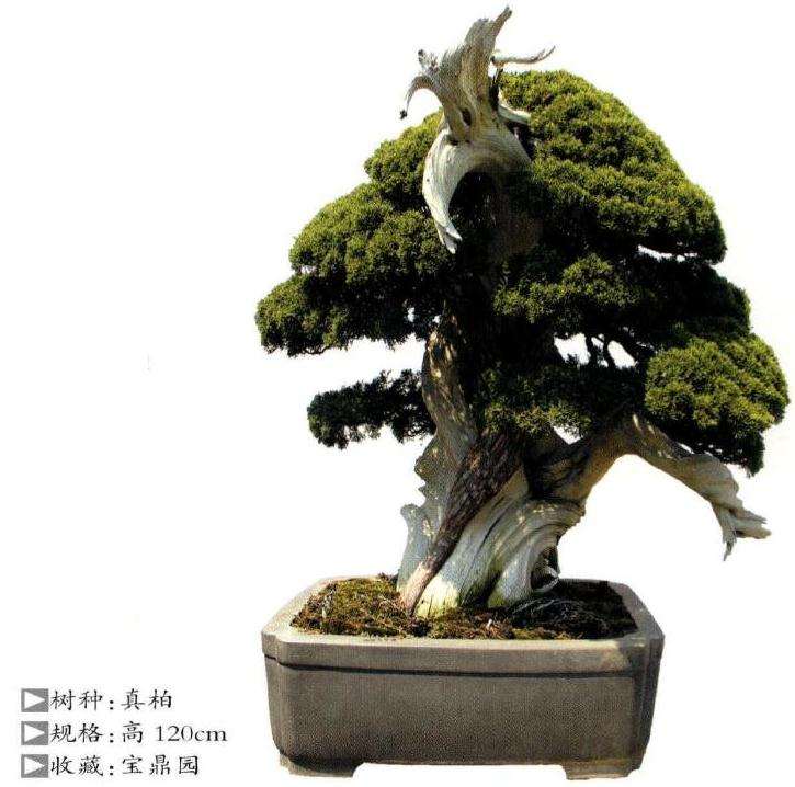 江苏省盆景协会联盟成立大会