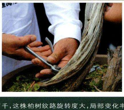 图七柏树纹路变化万千