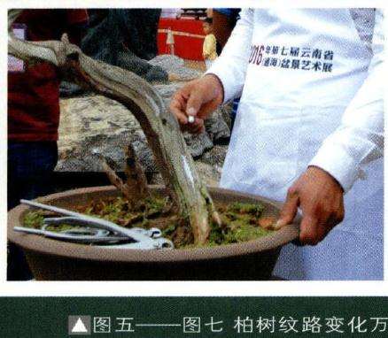 图七柏树纹路变化万千