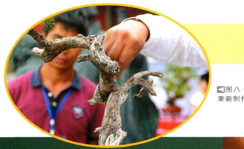 图解 樊顺利怎么文人树盆景的23个过程