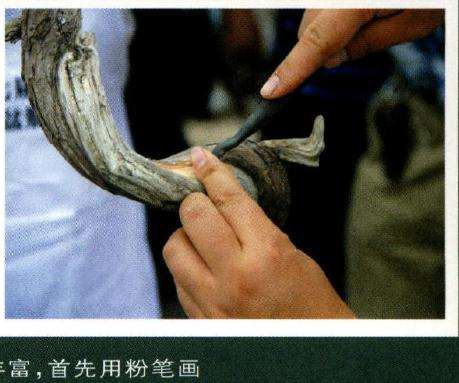 图七柏树纹路变化万千