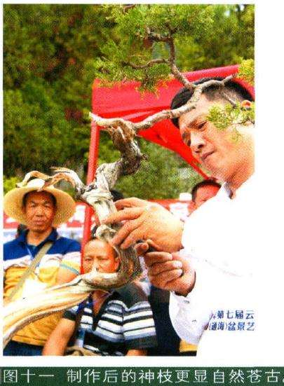 图十一制作后的神枝更显自然苍古