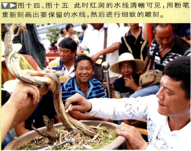 图解 樊顺利怎么文人树盆景的23个过程