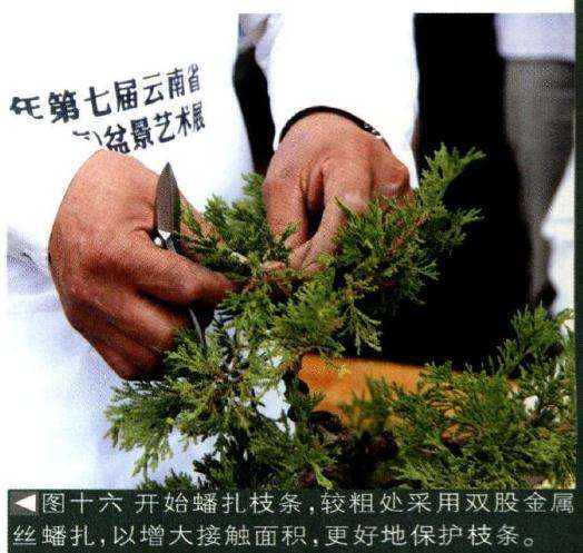 图解 樊顺利怎么文人树盆景的23个过程