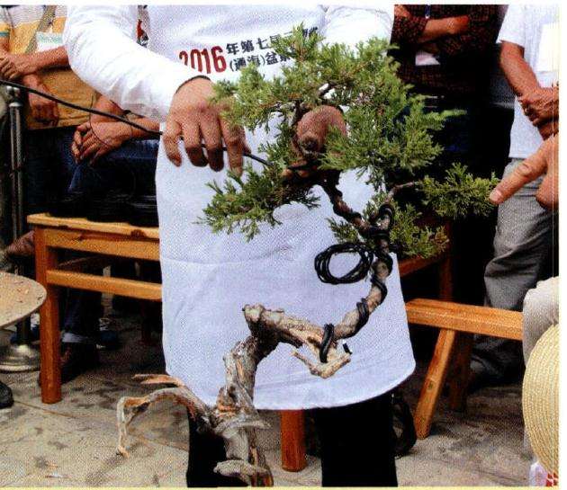 图解 樊顺利怎么文人树盆景的23个过程