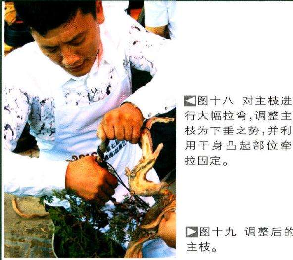 图解 樊顺利怎么文人树盆景的23个过程
