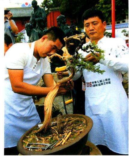 图解 樊顺利怎么文人树盆景的23个过程