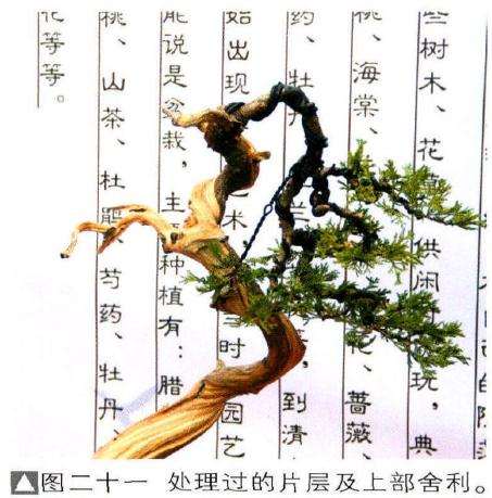 图二十一处理过的片层及上部舍利