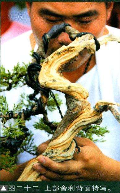 图二十二上部舍利背面特写