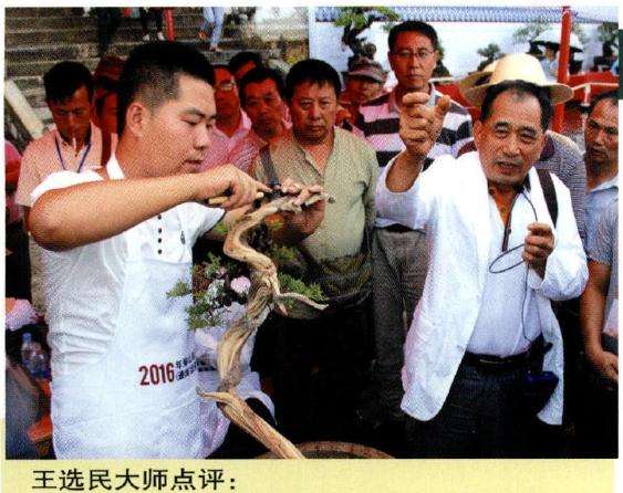 图解 樊顺利怎么文人树盆景的23个过程