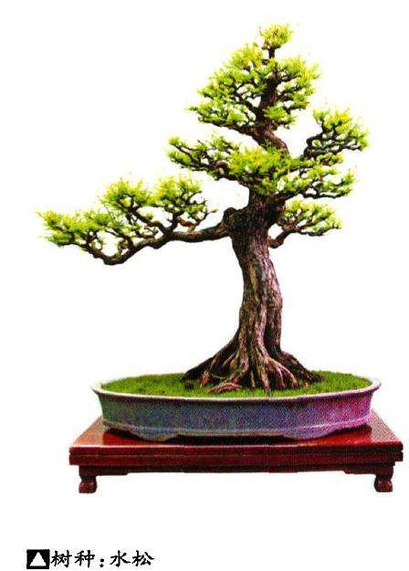 水松盆景的形态特征和生长习性有哪些