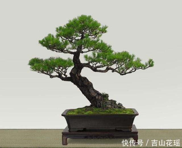 水松盆景怎么扦插播种