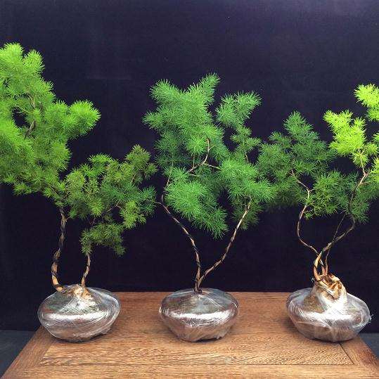 水松盆景怎么修剪蟠扎