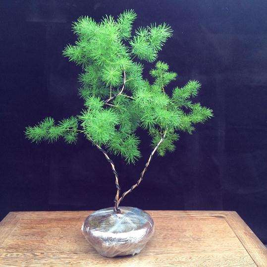 水松盆景怎么浇水施肥