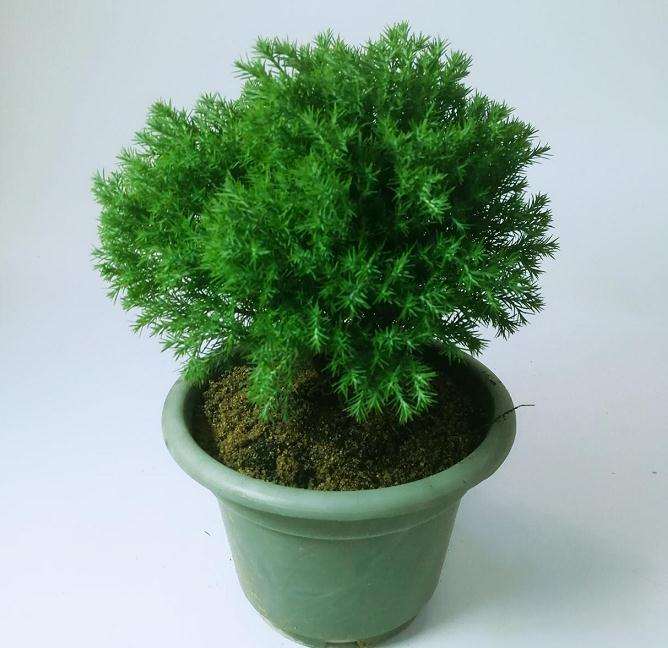 水松盆景怎么翻盆整形