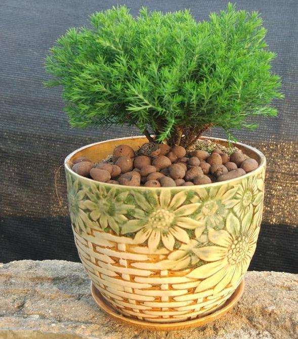 春季水松盆景怎么栽种布石的