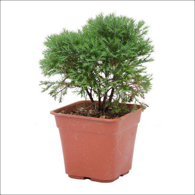 水松盆景怎么选盆用土