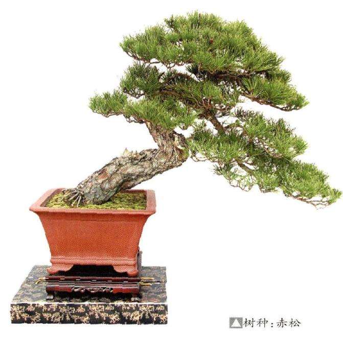 赤松盆景的形态特征和生长习性有哪些