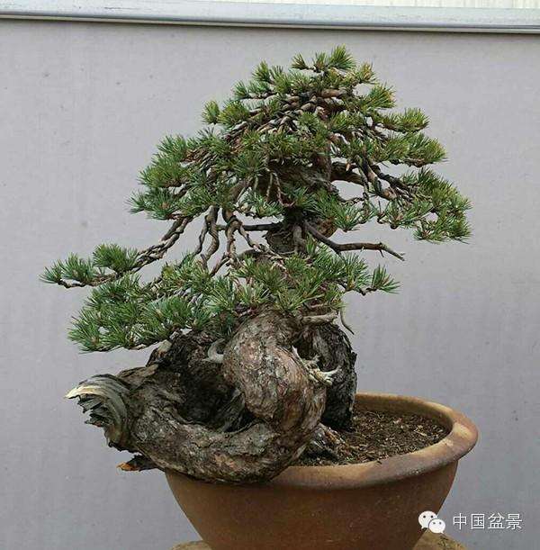 樟子松盆景怎么种子繁殖