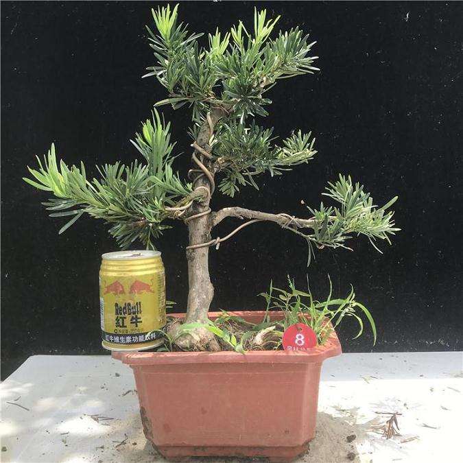 樟子松盆景怎么上盆造型