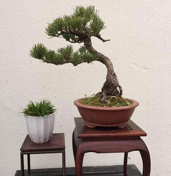 樟子松盆景怎么浇水施肥