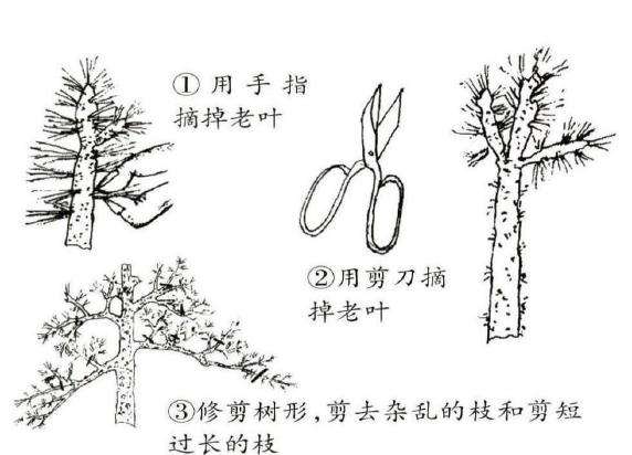 樟子松盆景怎么整形翻盆