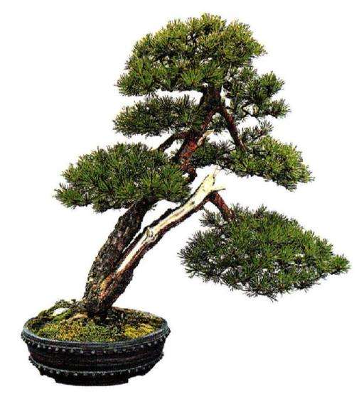 樟子松盆景怎么整形翻盆