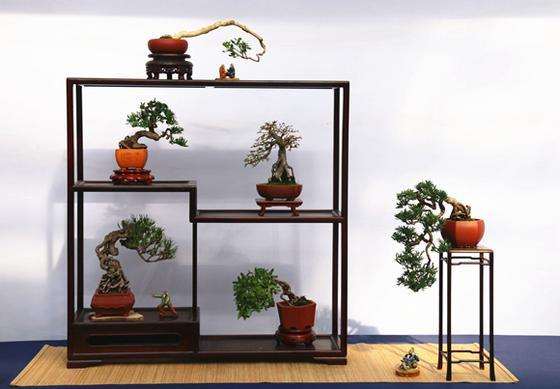 2019年 全国小微盆景展暨盆景交易大会