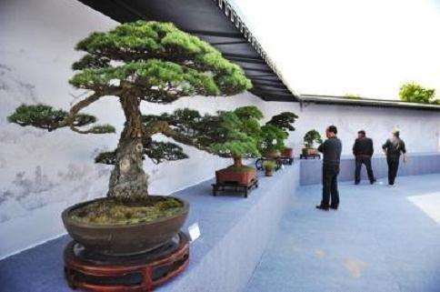 2016年 扬州秋季盆景交易会