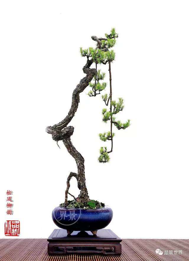 盆景跌枝上托枝怎么制作的方法