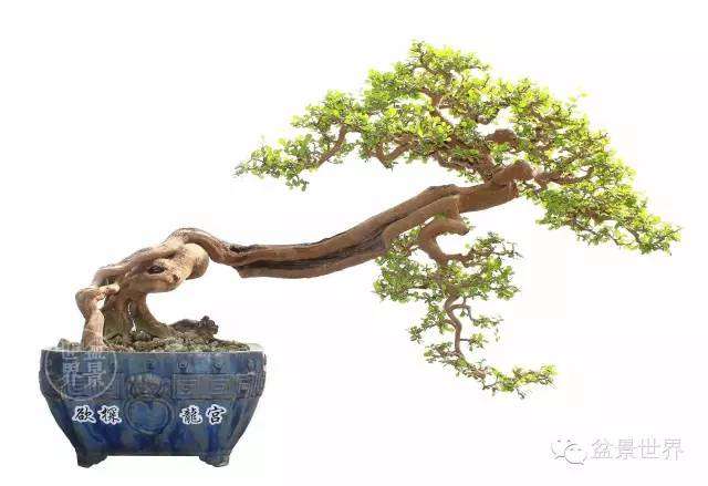 盆景跌枝上托枝怎么制作的方法