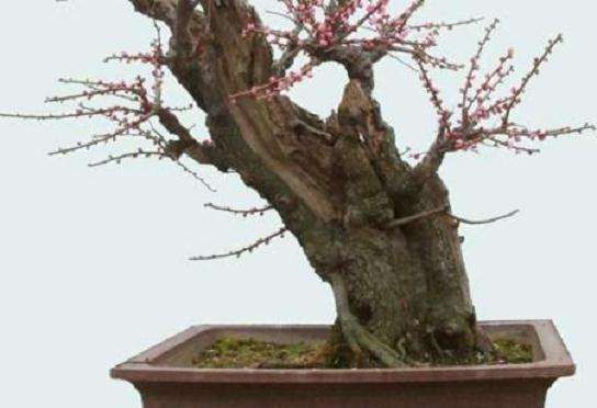 梅花盆景怎么用盆