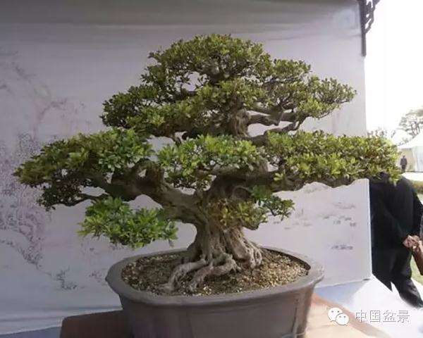 盆景怎么设计构思图的方法 图片