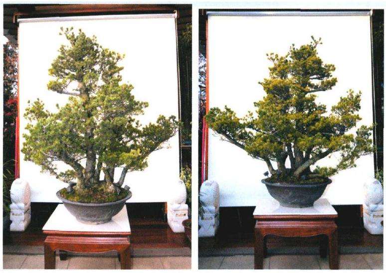 日本商品五针松桩正反面照