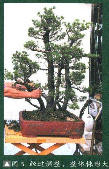 图解 对日本五针松盆景怎么改做的过程
