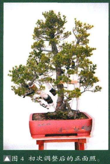 图解 对日本五针松盆景怎么改做的过程