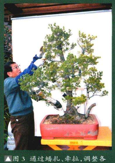 图解 对日本五针松盆景怎么改做的过程