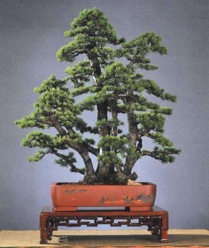对日本五针松盆景怎么改做的过程