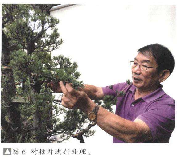 图解 对日本五针松盆景怎么改做的过程