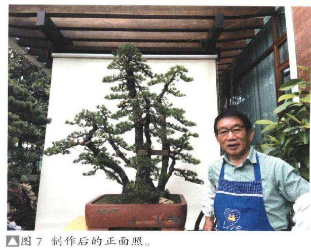 图解 对日本五针松盆景怎么改做的过程