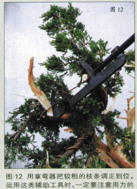 图解 如何人工培育真柏盆景的20个步骤