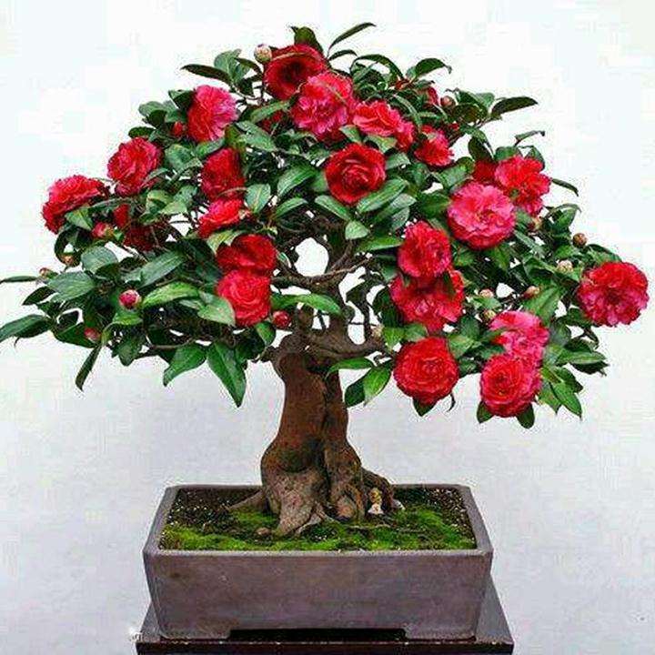 茶花盆景嫁接后怎么管理