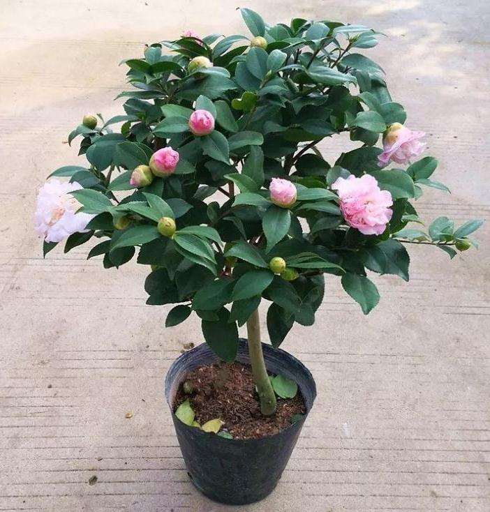 茶花盆景怎么嫁接