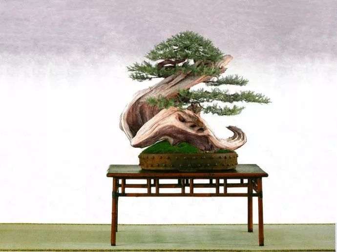 图解 精品刺柏盆景是这样制作的 21幅