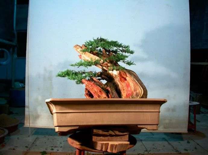 图解 精品刺柏盆景是这样制作的 21幅