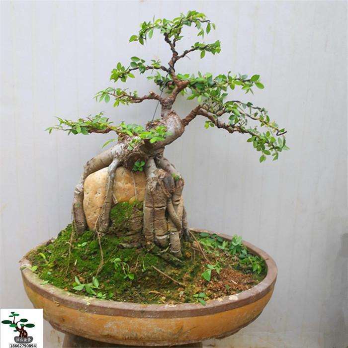 榆树树桩盆景怎么选枝造型的3个过程