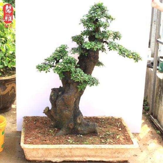 榆树盆景怎么浇水施肥